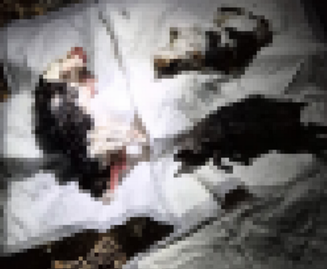 A씨의 자택 인근에서 다리가 잘려 있는 길고양이 사체가 발견됐다. 독자 제공