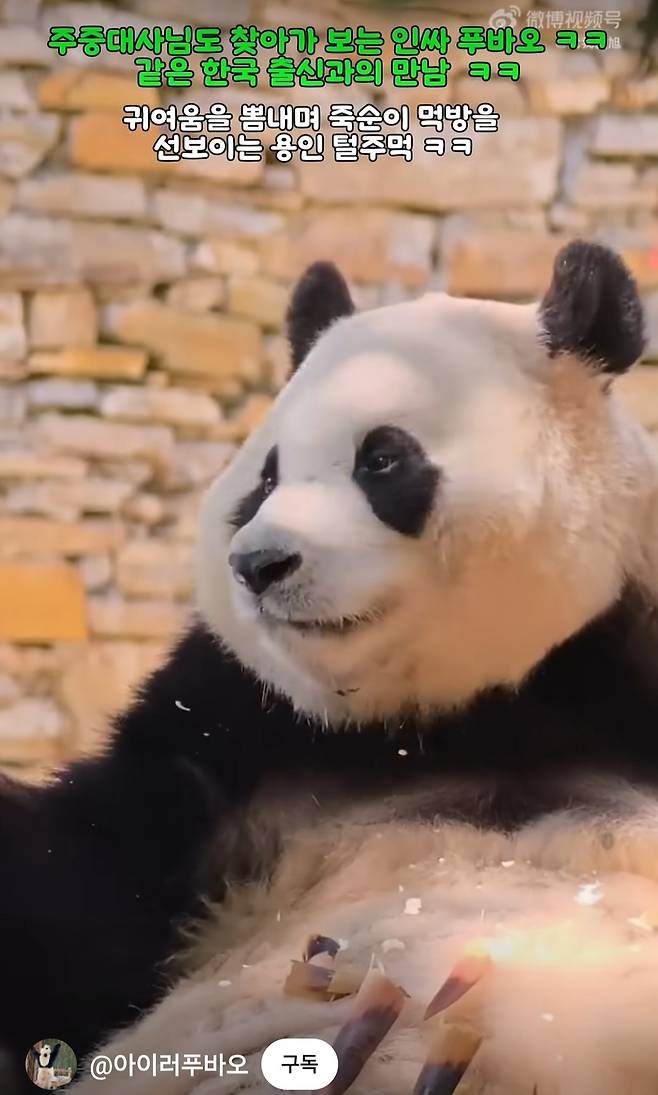 노 대사가 방문한 3월21일 푸바오의 모습