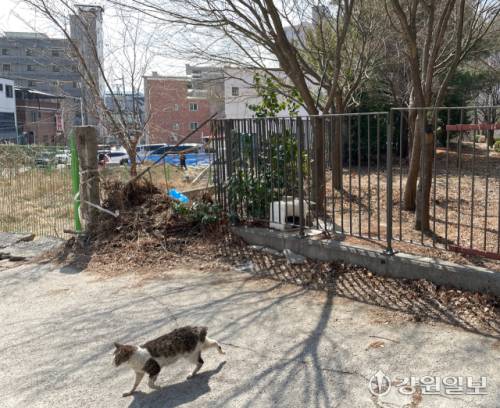 ◇23일 춘천시 요선동 인근 아파트 단지에 마련된 길고양이 보금자리. 사진=손지찬 기자