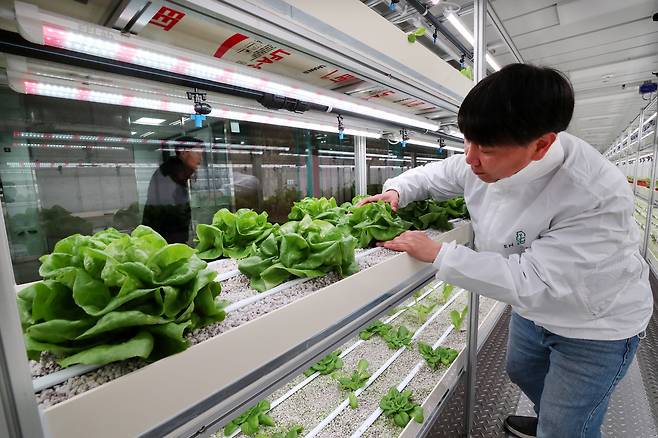 지난 18일 대전도시철도 대전역 지하 1층에 조성된 스마트팜 ‘대전팜’에서 관계자가 재배 중인 작물을 살펴보고 있다. /신현종 기자