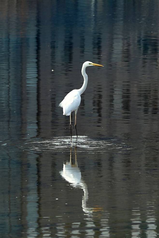 3월 서울식물원 호수원에서는 텃새는 물론, 겨울철 우리나라를 찾는 겨울철새인 대백로도 만날 수 있다.