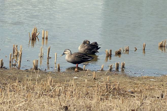서울식물원 습지원에서 포착된 흰뺨검둥오리. 기러기목 오리과에 속하는 조류로 흔한 겨울철새인데 일부는 텃새가 됐다.