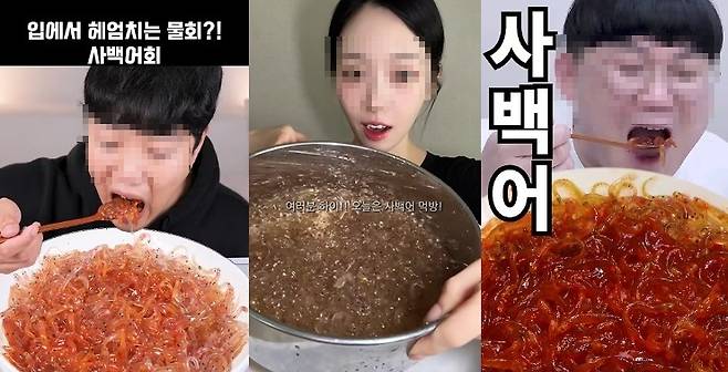 최근 '사백어 먹방'이 유행하고 있다./사진=유튜브 캡처
