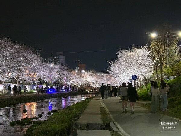 원성천 벚꽃길 야경.