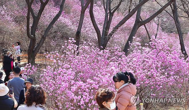 원미산에 만개한 진달래 (부천=연합뉴스) 임순석 기자 = 31일 경기도 부천시 원미동 원미산 진달래동산에 진달래가 활짝 피어 있다. 2025.3.31 soonseok02@yna.co.kr