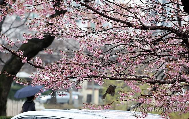 벚꽃과 봄비 (부산=연합뉴스) 강선배 기자 = 봄비가 내린 18일 부산 연제구 한 주택가에 활짝 핀 벚꽃 앞으로 주민이 우산을 쓰고 지나가고 있다. 2026.3.18 sbkang@yna.co.kr