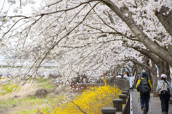 구례 섬진강 벚꽃길2