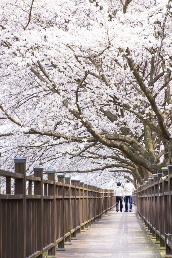 구례 섬진강 벚꽃길3