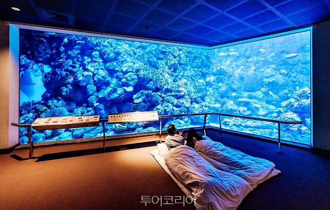 대만 핑둥 국립해양생물박물관에서는 수족관에서 하룻밤 보낼 수 있다.