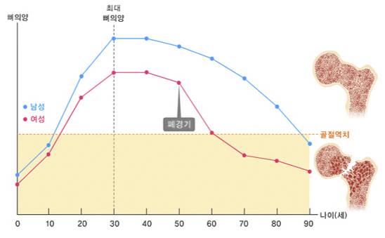 최대 골량의 형성과 나이에 따른 뼈의 감소. /자료=국가건강정보포털