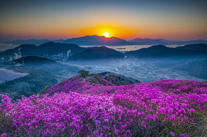 국내 3대 진달래 군락지 중 하나인 여수 영취산에 만개한 진달래./여수 영취산 진달래 축제 추진위원회 제공