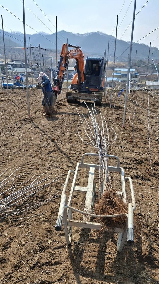 ▲ 지난해 봄 산불로 사과나무가 전소된 청송군 파천면 한 과수원에 새로 묘목을 심는 작업이 한창이다. 서충환 기자