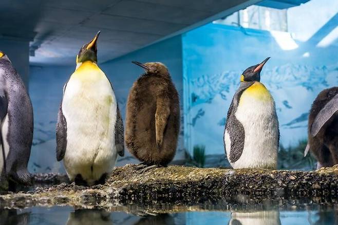 스위스 취리히 동물원의 임금펭귄들. 취리히 동물원/알베르트 슈미트마이스터 제공
