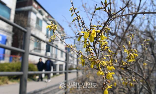 ▲ 포근한 봄 날씨를 보인 22일 춘천 우두동에 개나리가 노랗게 피어 있다. 방도겸 기자