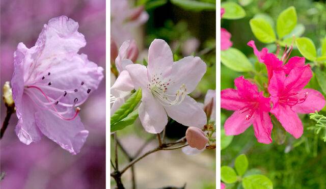 봄에 분홍색 꽃을 피우는 비슷한 모양의 봄꽃나무. (왼쪽부터) 진달래, 철쭉, 영산홍. 농민신문DB·클립아트코리아·국가생물종지식정보시스템. 그래픽=전현정