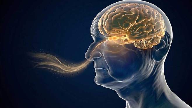 코안의 후각 상피 세포로 알츠하이머 조기 진단이 가능하다는 연구 결과가 나왔다|출처: Gemini 생성