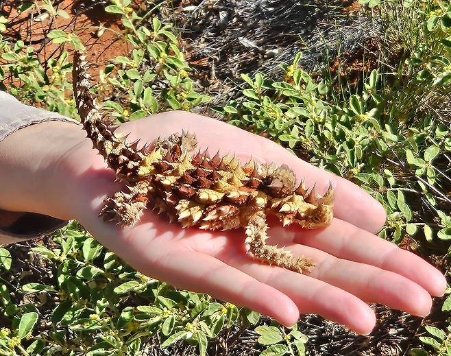 울루루의 마스코트 ‘뿔도깨비’ 도마뱀.