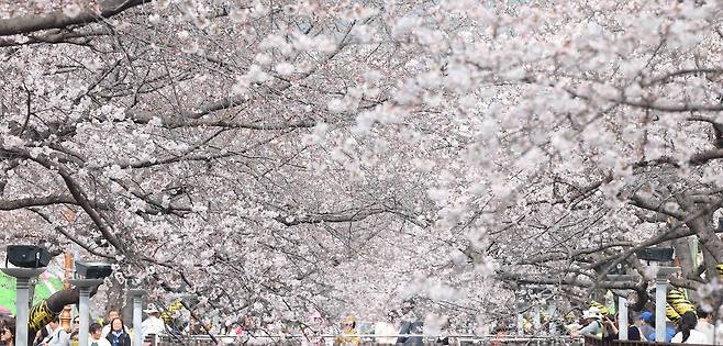 국내 최대 봄꽃 축제 '진해군항제' 개막일인 27일 오후 경남 창원시 진해구 여좌천 일대를 찾은 관광객이 벚꽃을 구경하며 봄기운을 만끽하고 있다. 이날 진해구 최고기온은 22도를 기록했다.연합뉴스