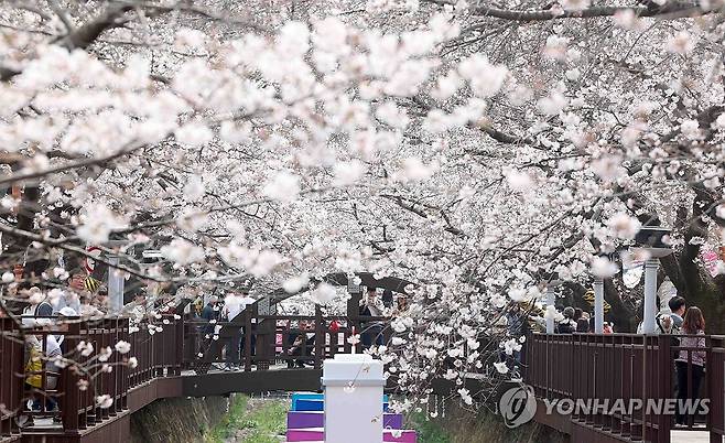 진해군항제는 현재 '분홍빛' (창원=연합뉴스) 김동민 기자 = 국내 최대 봄꽃 축제 '진해군항제' 개막일인 27일 오후 경남 창원시 진해구 여좌천 일대를 찾은 관광객이 벚꽃을 구경하며 봄기운을 만끽하고 있다.
이날 진해구 최고기온은 22도를 기록했다. 2026.3.27 image@yna.co.kr
