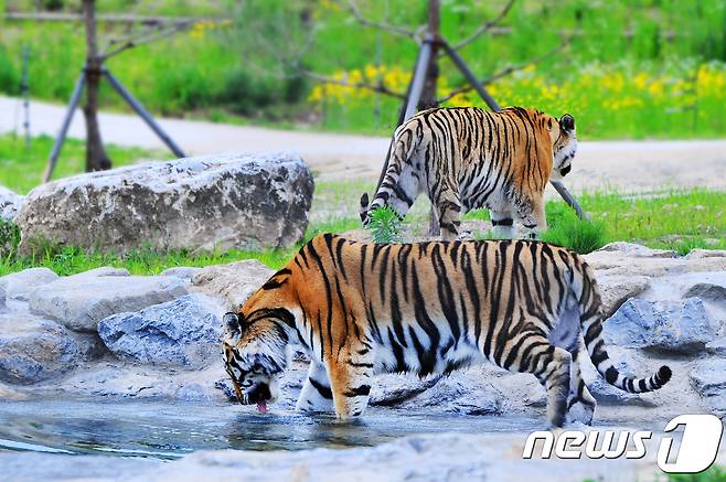 국립백두대간수목원 호랑이숲에서 백두산 호랑이. (국립백두대간수목원 제공)