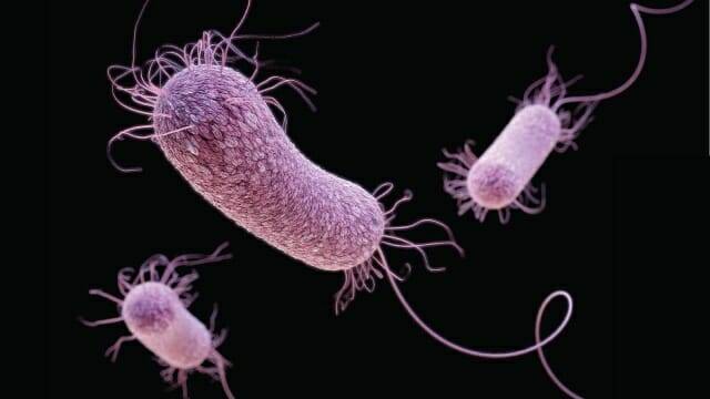 본 연구에 사용된 항생제 내성 세균 중 하나인 녹농균의 모습 (이미지=CDC/ Antibiotic Resistance Coordination and Strategy Unit)