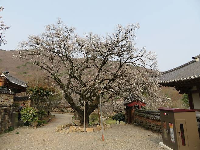 한국 4대 매화 중 하나인 전남 순천시 선암사의 선암매. 사진 국가유산청