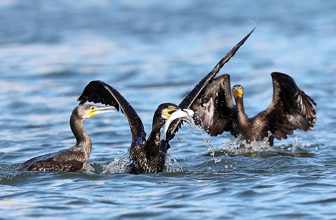 지난 2025년 11월 강원 강릉시 남대천에서 물고기를 사냥하는 민물가마우지. 연합뉴스