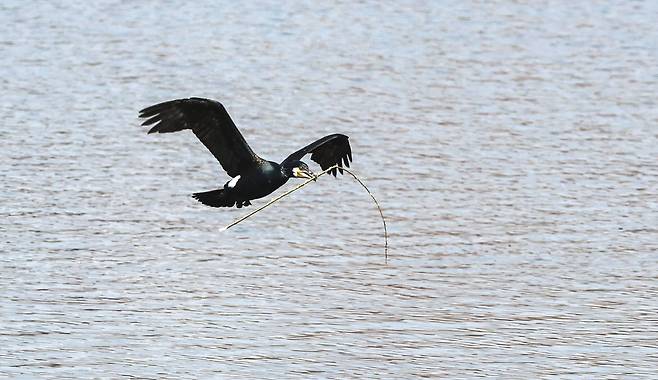민물가마우지 한 마리가 둥지를 지을 나뭇가지를 물고 인공섬으로 날아가고 있다.