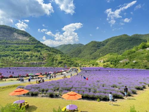 ◇무릉별유천지 라벤더.
