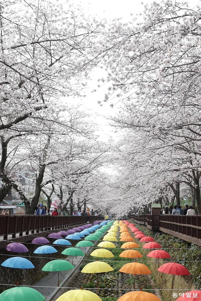 전국 최대 벚꽃 축제인 ‘제64회 진해군항제’가 개막한 가운데 경남 창원 진해구 여좌천을 찾은 관광객들이 휴일인 29일 오전 벚꽃을 감상하고 있다. 안전문제 때문에 천변 아래는 통제되며 양옆 데크를 이용해야 한다. 변영욱 기자 cut@donga.com