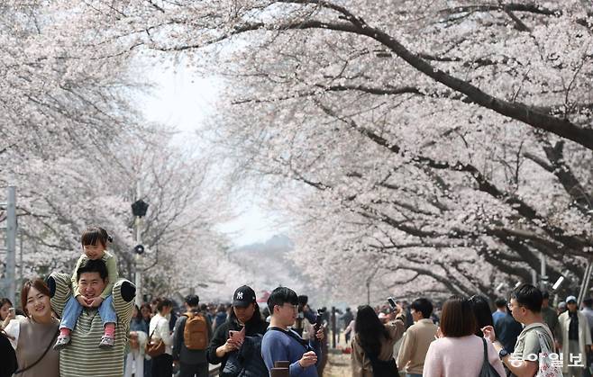 아빠 무등은 즐거워! 경남 창원 진해구 경화역을 찾은 가족 단위 관광객들이 휴일인 29일 오전 벚꽃을 감상하고 있다. 이곳은 이번 주 초반 절정을 이를 것으로 보인다. 변영욱 기자 cut@donga.com