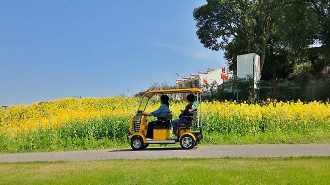 셴닝에서 무 수확이 끝난 초봄, 유채꽃이 지천을 이룬다. 사진|강석봉 기자