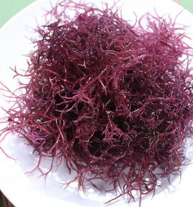 세모가사리. (사진= 김영복)