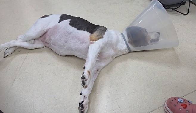 목 통증을 보이다 갑자기 사지마비 증상을 보인 비글(본동물의료센터 제공) ⓒ 뉴스1