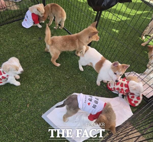 충남 논산 딸기축제 기간 운영된 '찾아가는 반려동물 입양홍보센터' 장면 /논산시