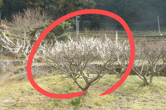 만개하기 전 벚꽃의 모습. 김광우 기자.