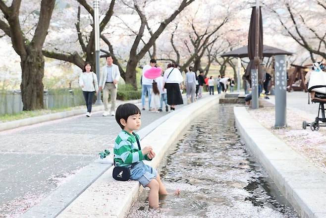 지난해 봄 벚꽃 만개한 충주 수안보 *재판매 및 DB 금지