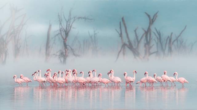 마르코 가이오티 작, 'Shrinking Habitat, Nakuru, Kenya', 2023