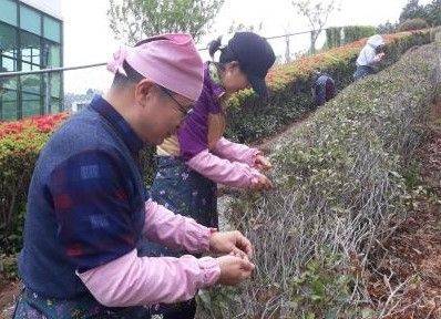 지난해 기장 차(茶) 문화학교에서 수강생이 직접 찻잎을 수확하고 있다. 기장군 제공