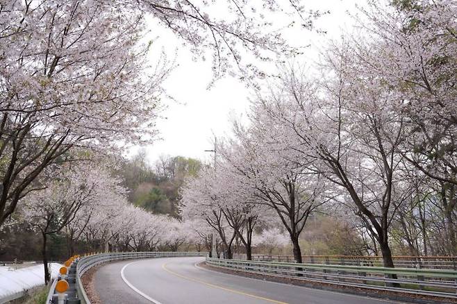 남종면 벚꽃길. 경기 광주시 제공