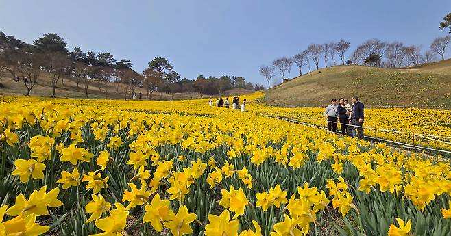 전남 구례군 산동면 '지리산 치즈랜드'를 찾은 상춘객들이 노란 수선화가 활짝 핀 꽃밭을 거닐고 있다./김영근 기자