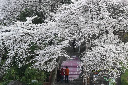 산과 바다, 호수를 품은 강릉에 벚꽃축제가 시작됐다. 3일부터 강릉교동 솔올택지에서 솔올 블라썸이, 남산에서도 남산벚꽃축제가 열린다. ‘경포 벚꽃 축제’는4월 4일부터 11일까지 경포호수광장 일원에서 개최된다. 사진은 벚꽃 활짝핀 남산벚꽃축제 현장.