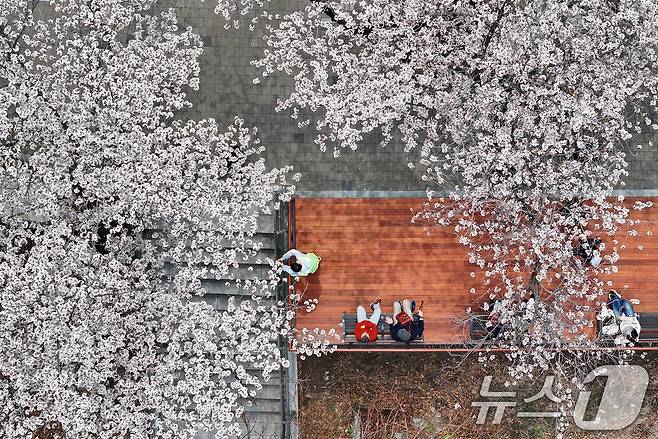 '여의도 봄꽃축제'가 시작된 3일 서울 여의서로 일대에 벚꽃이 만개해 있다. 2026.4.3 ⓒ 뉴스1 최지환 기자