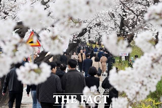 따뜻한 봄 날씨를 보이는 지난 1일 오후 서울 여의도 윤중로 벚꽃길에서 시민들이 벚꽃을 바라보며 즐거운 시간을 보내고 있다. /남용희 기자