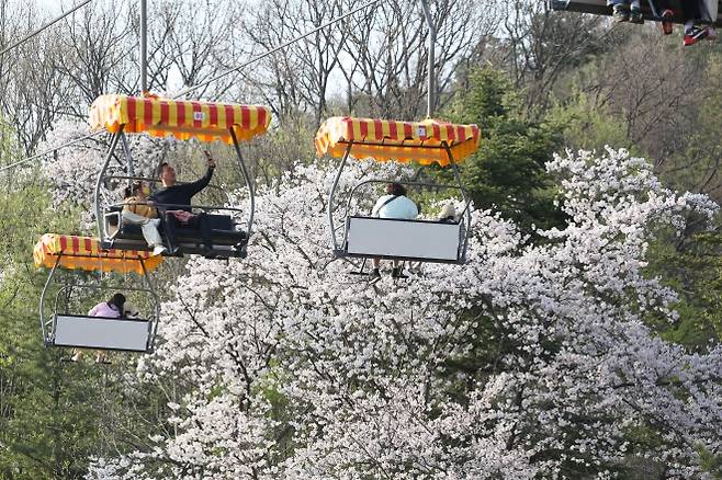 지난해 4월 경기 과천시 서울대공원을 찾은 시민들이 스카이리프트에 앉아 활짝 핀 벚꽃과 함께 사진을 찍고 있다. 서울시 제공