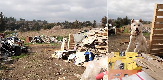 백구는 다복이와 함께 고물상과 귤밭을 지킨다. ⓒ유재연