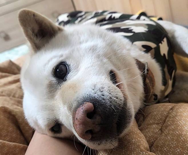 졸면서도 계속 나를 보는 백구. ⓒ유재연