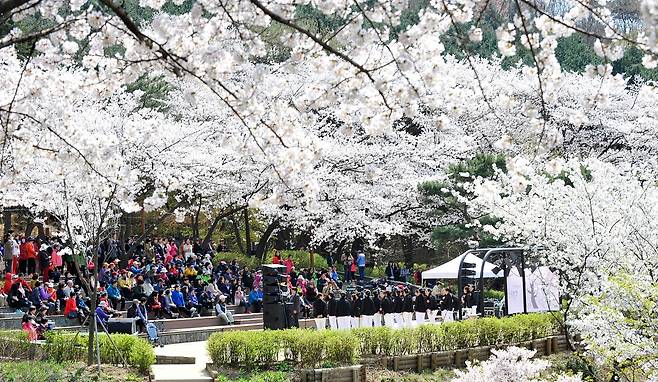 서대문구 안산에 만개한 벚꽃. 사진 서대문구
