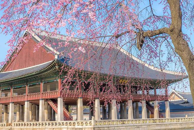 경복궁 경회루의 수양벚꽃. 사진 서울관광재단