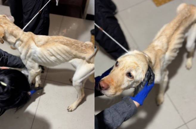 지난달 10일, 인천의 한 오피스텔에서 아사 직전의 반려동물 8마리가 구조됐다. 세입자 A씨는 현재 동물학대 혐의로 수사를 받고 있다. 애견훈련소 도그어스플래닛 제공